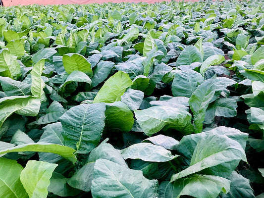 From Seed to Shelf — No Middleman