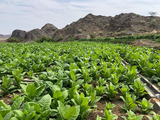How Dokha is Made: From Plant to Pipe